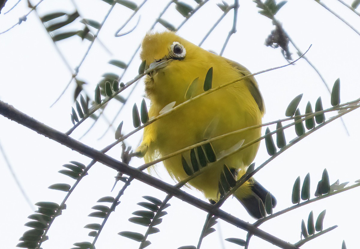 Ashy-bellied White-eye - ML621632987