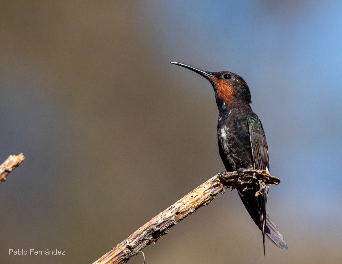 Colibrí Negro - ML621632988