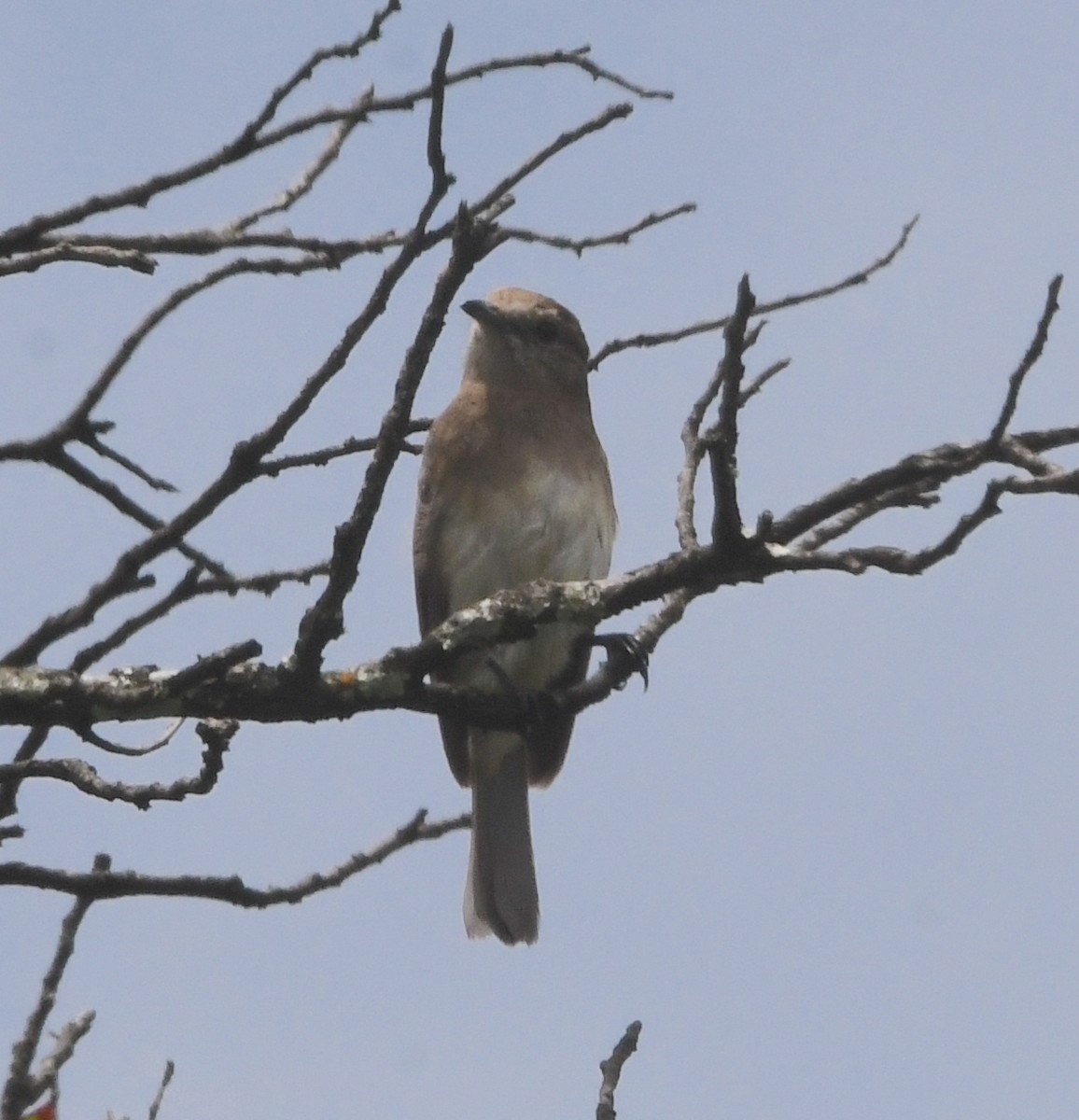 Angola Slaty-Flycatcher - ML621633162