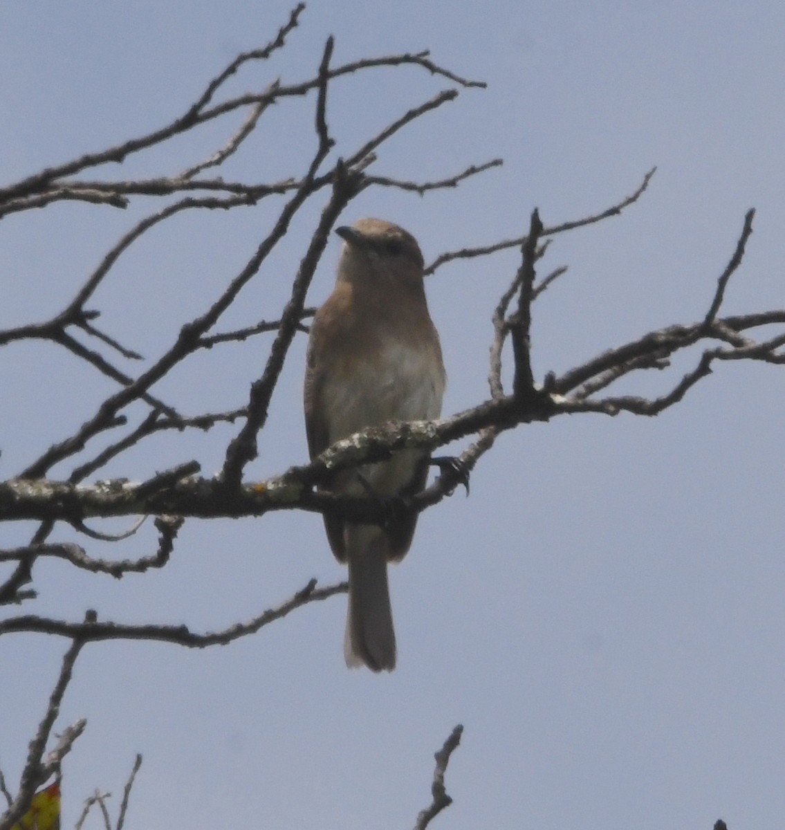 Angola Slaty-Flycatcher - ML621633189