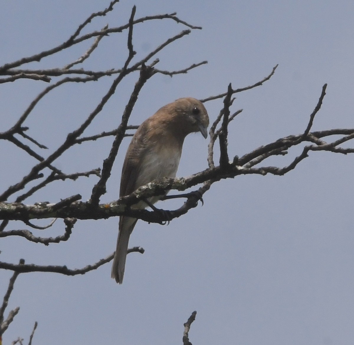 Angola Slaty-Flycatcher - ML621633203