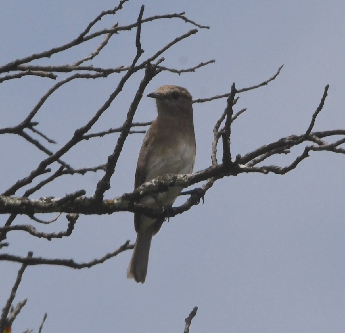 Angola Slaty-Flycatcher - ML621633218