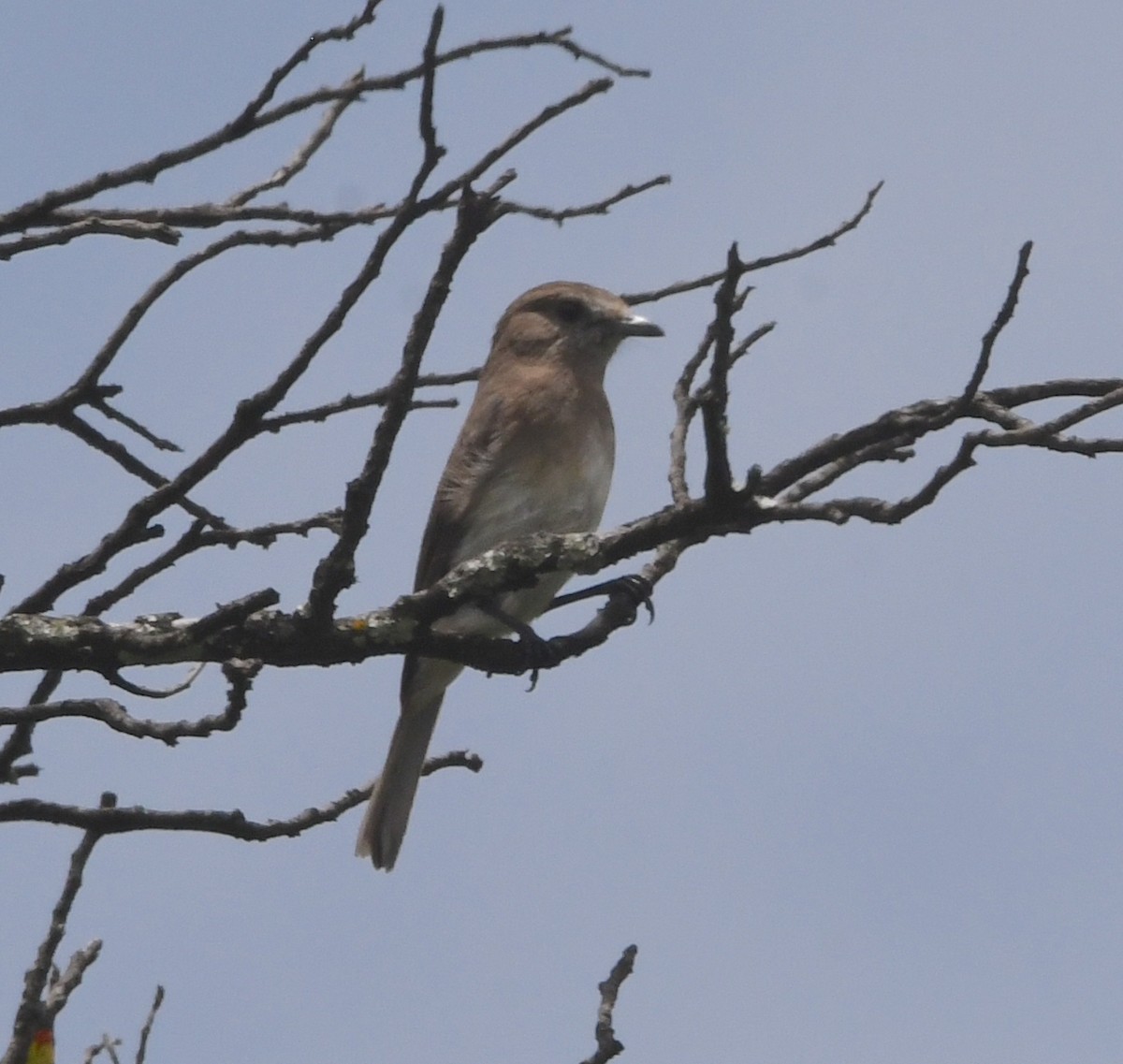 Angola Slaty-Flycatcher - Gabriel Jamie