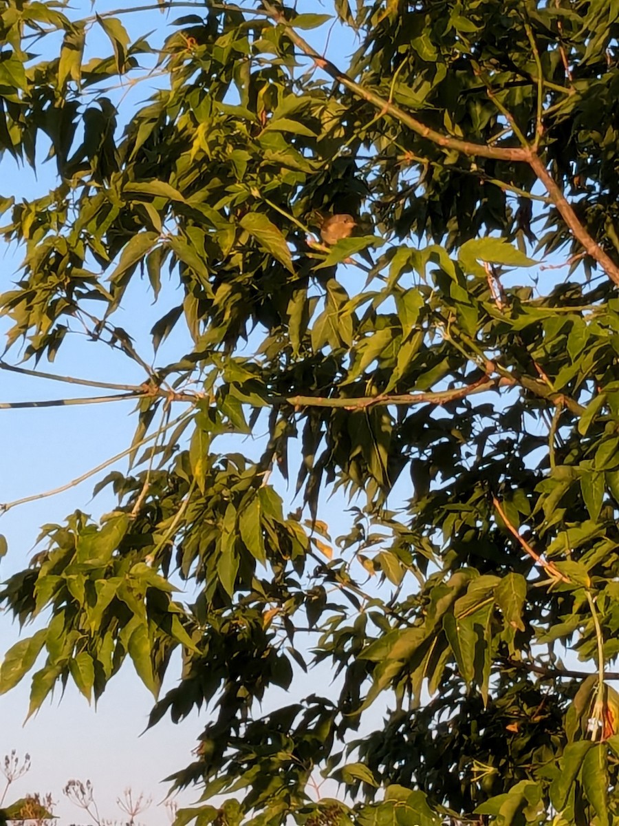 Common Yellowthroat - ML621633267