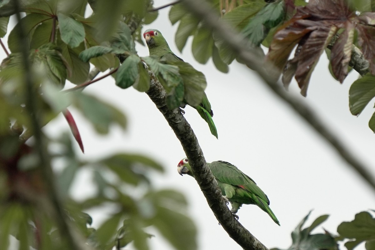 Red-lored Parrot - ML621633320