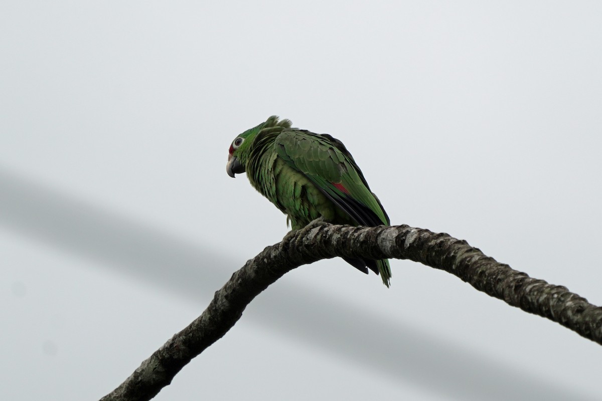 Red-lored Parrot - ML621633321