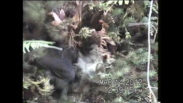 Bornean Whistling-Thrush - ML621633329