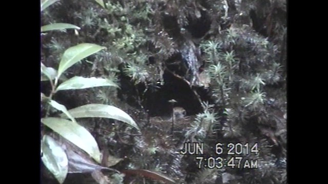 Bornean Whistling-Thrush - ML621633395
