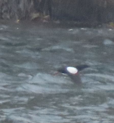 Black Guillemot - ML621633432