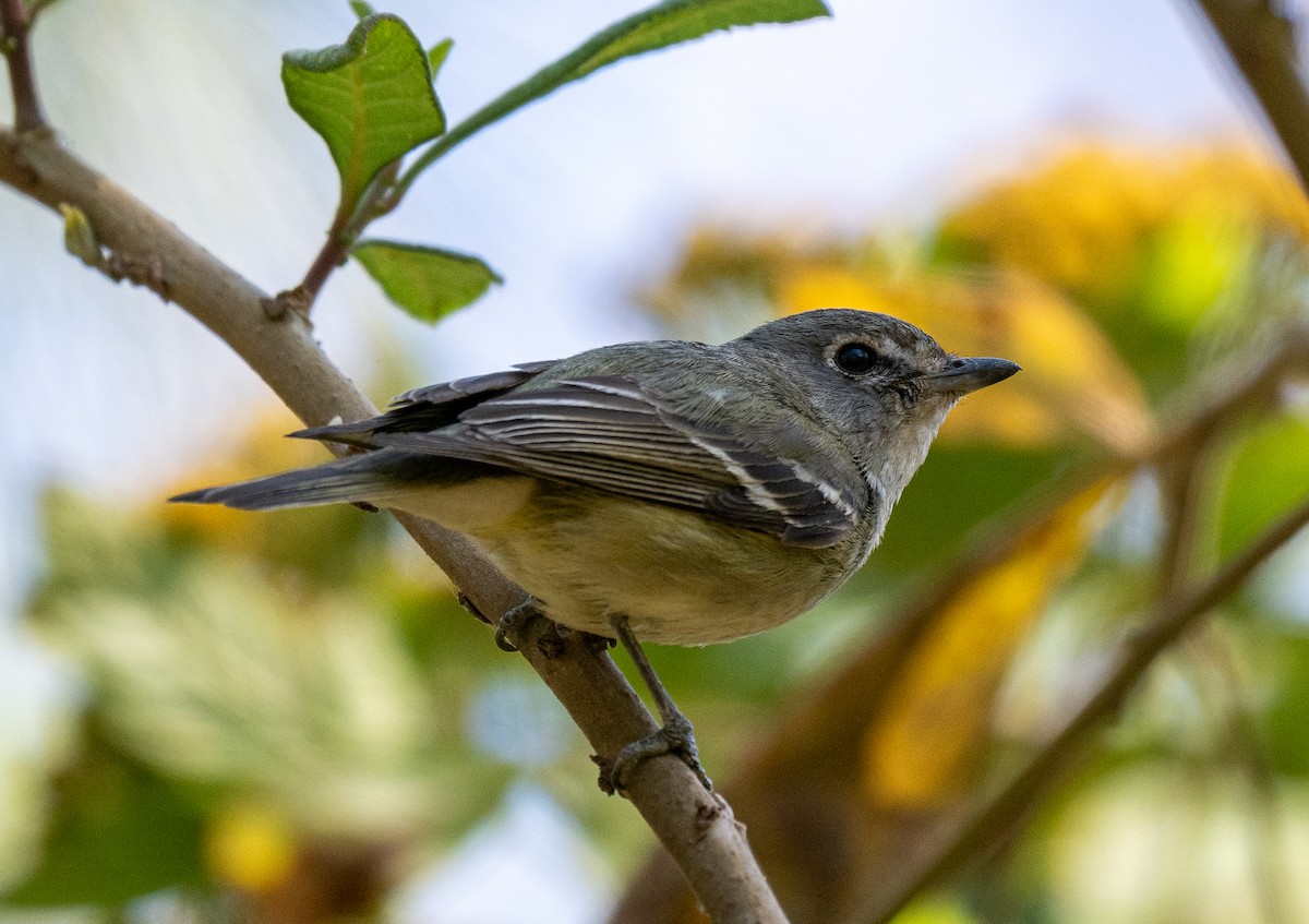 Cassin's Vireo - Forest Botial-Jarvis