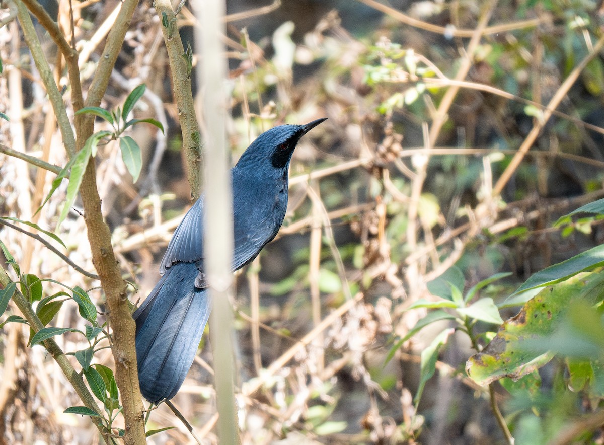 Blue Mockingbird - ML621633510