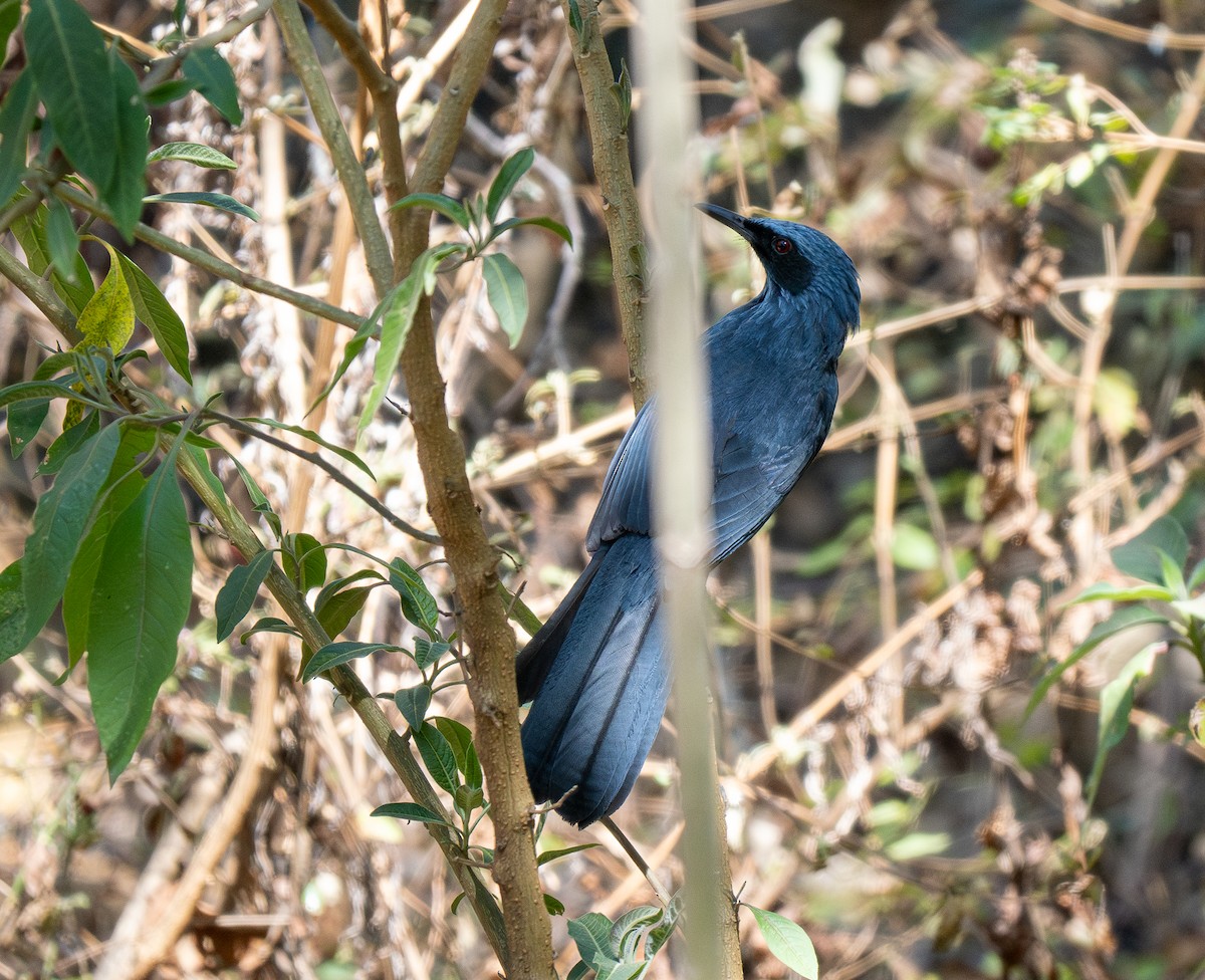 Blue Mockingbird - ML621633511