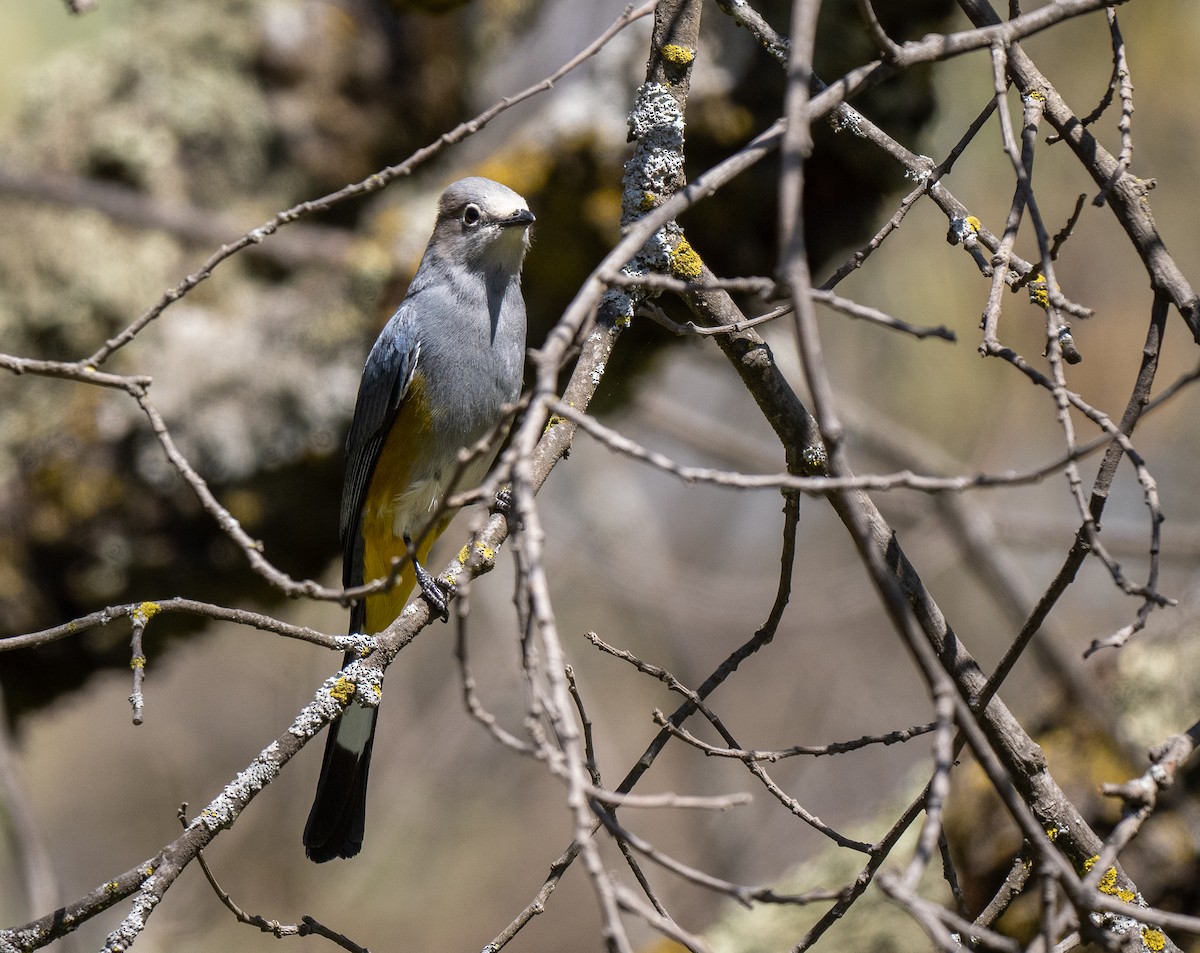 Gray Silky-flycatcher - ML621633521