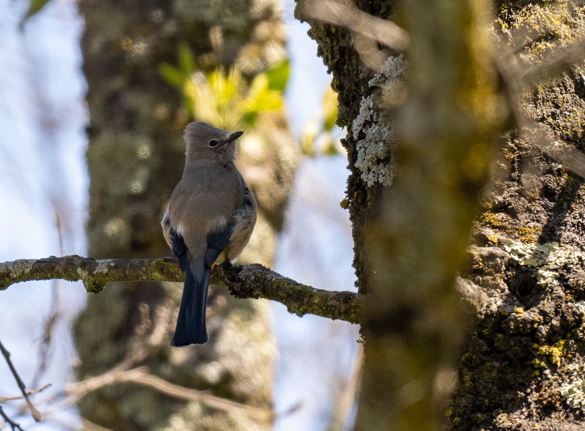 Gray Silky-flycatcher - Forest Botial-Jarvis