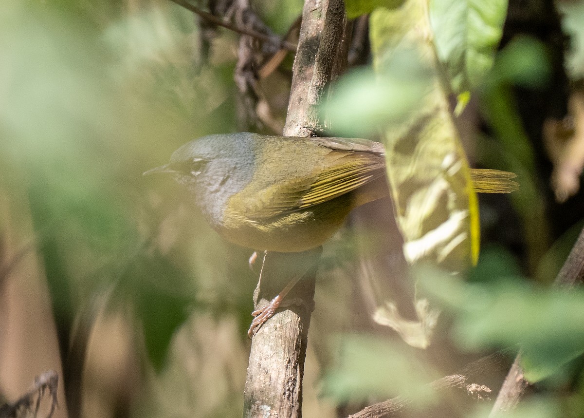 MacGillivray's Warbler - Forest Botial-Jarvis