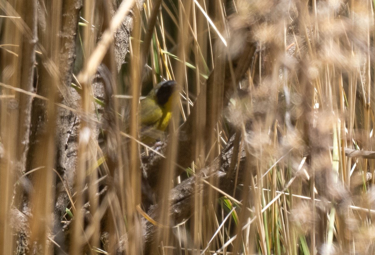 Hooded Yellowthroat - ML621633564