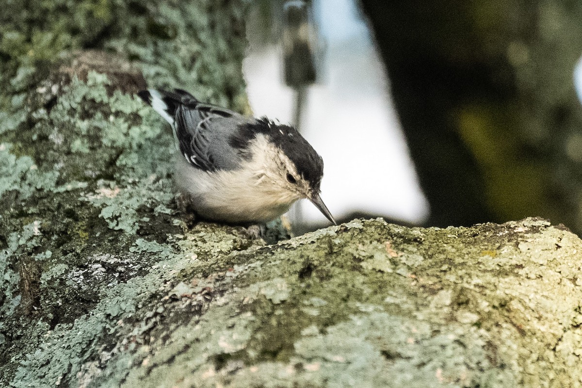 White-breasted Nuthatch - ML621633615