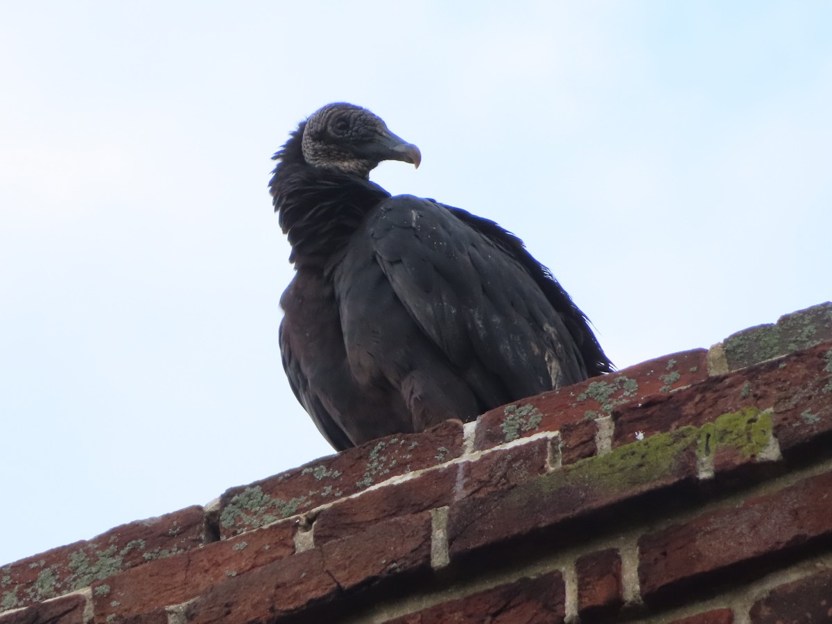 Black Vulture - ML621633617