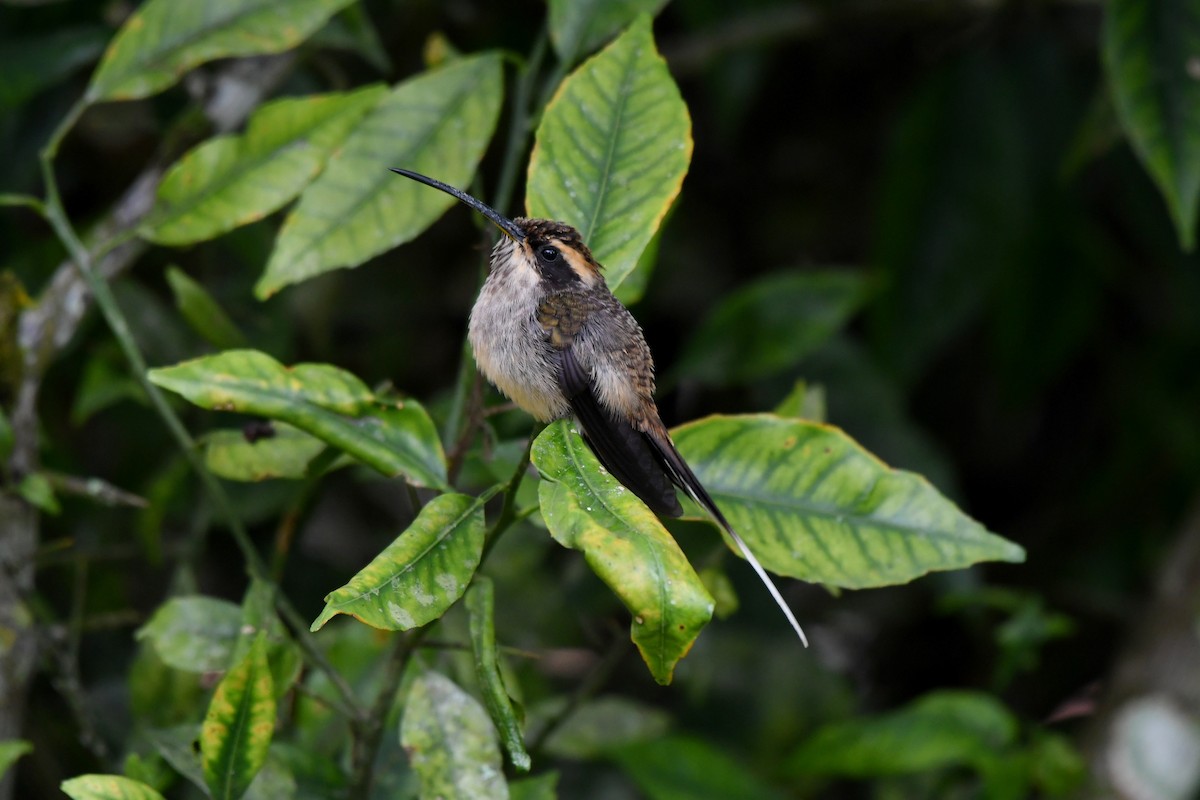Scale-throated Hermit - ML621633622