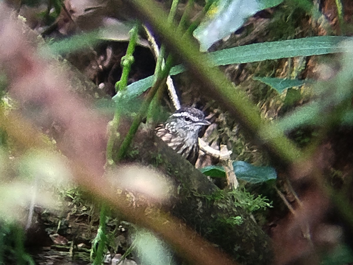 Eyebrowed Wren-Babbler - ML621633665