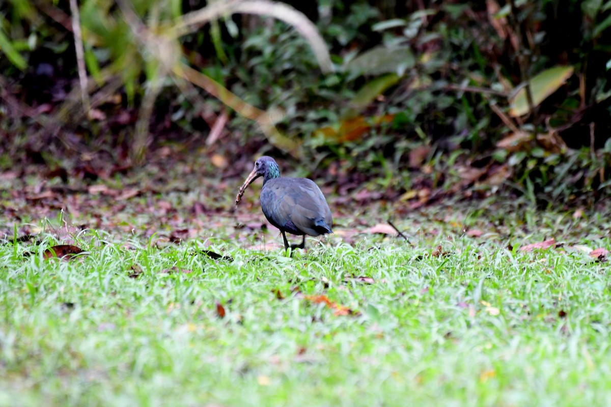 Green Ibis - ML621633666