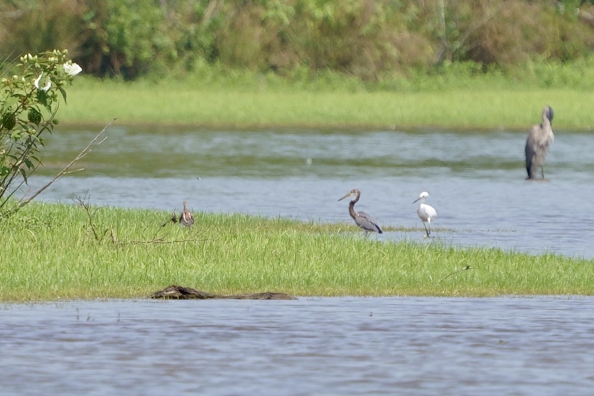 Tricolored Heron - ML621633686