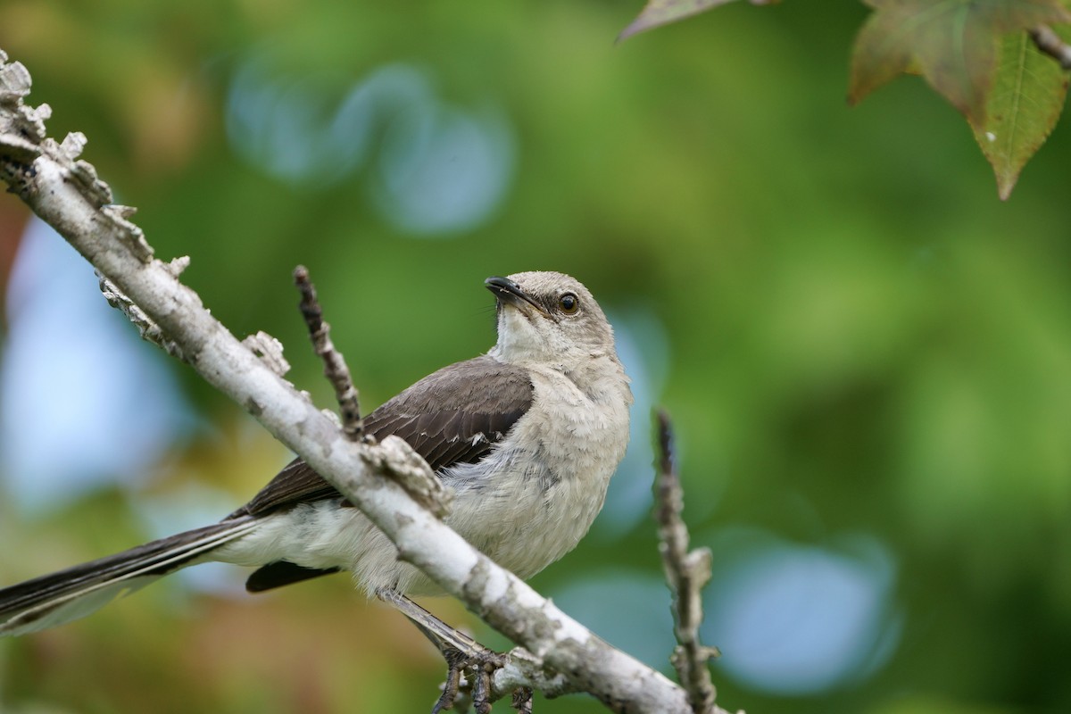 Northern Mockingbird - ML621633704