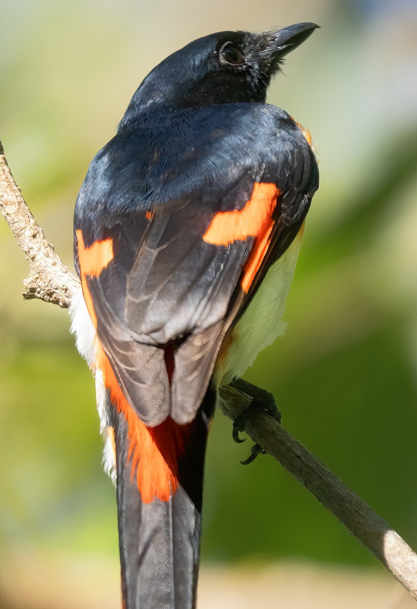 Flores Minivet - ML621633748