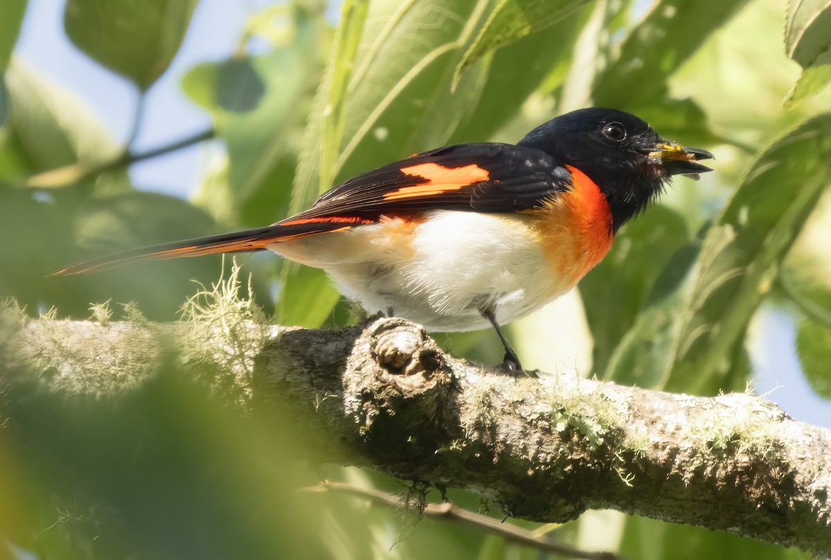 Flores Minivet - ML621633749