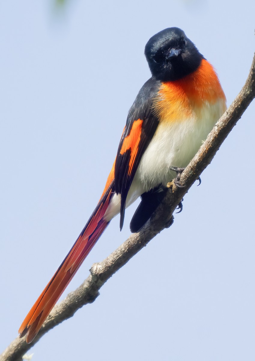 Flores Minivet - ML621633750