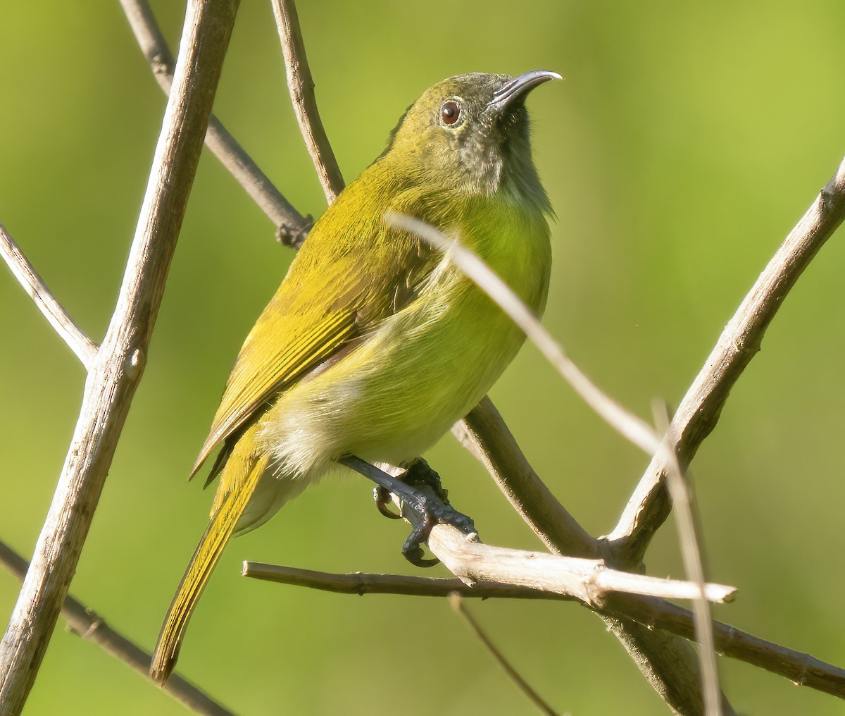 Sunda Honeyeater - ML621633763