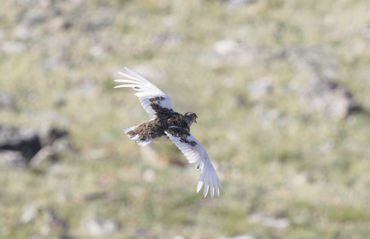 White-tailed Ptarmigan - ML621633767