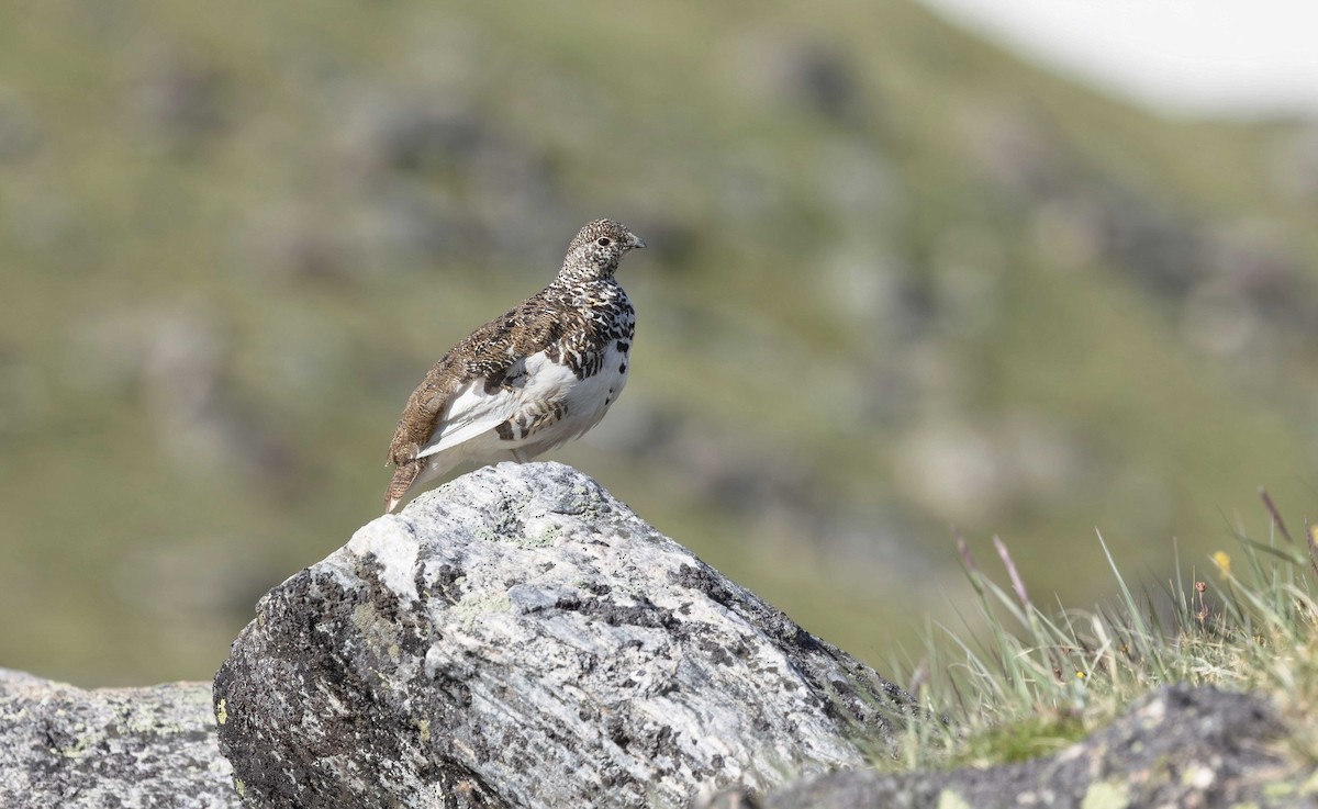 White-tailed Ptarmigan - ML621633769