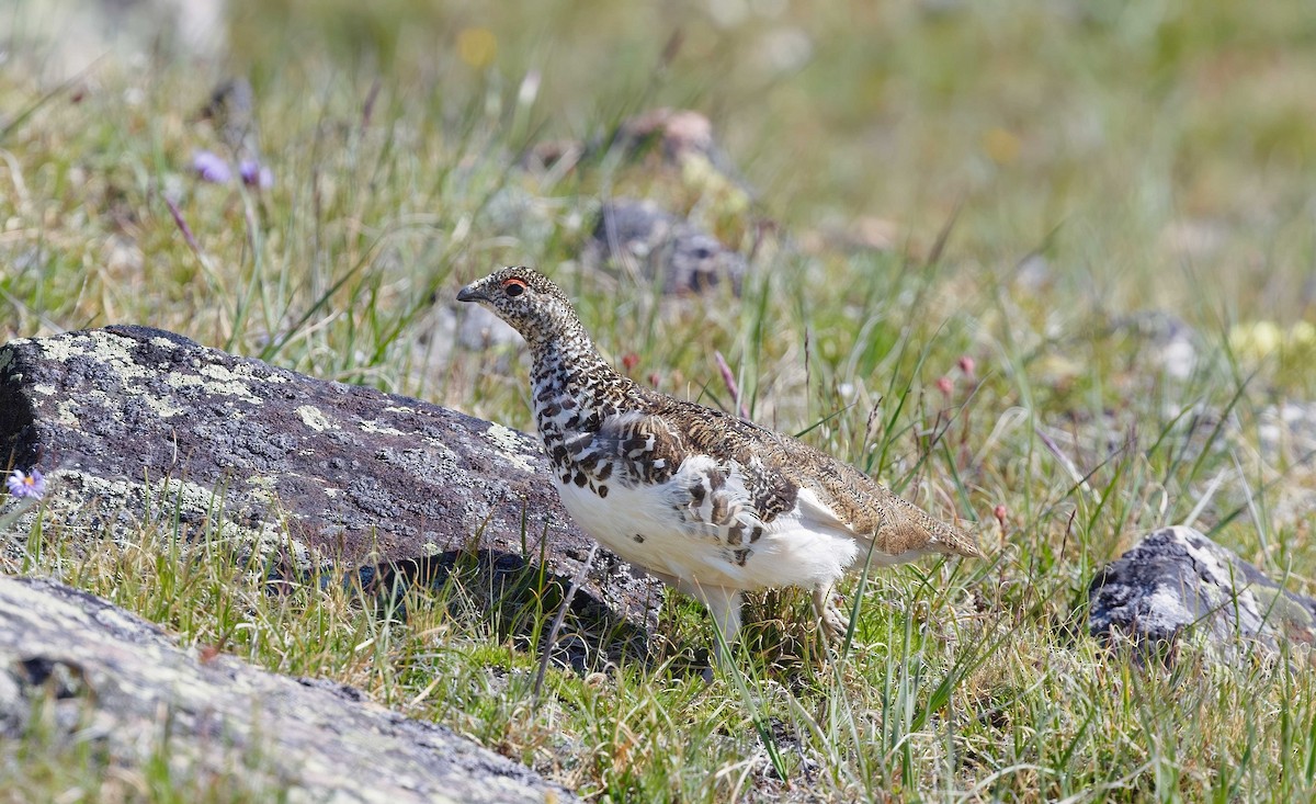 White-tailed Ptarmigan - ML621633770