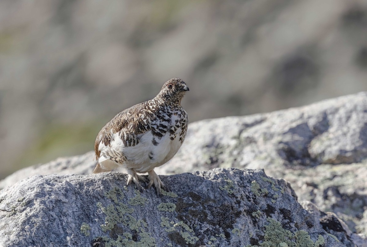 White-tailed Ptarmigan - ML621633771