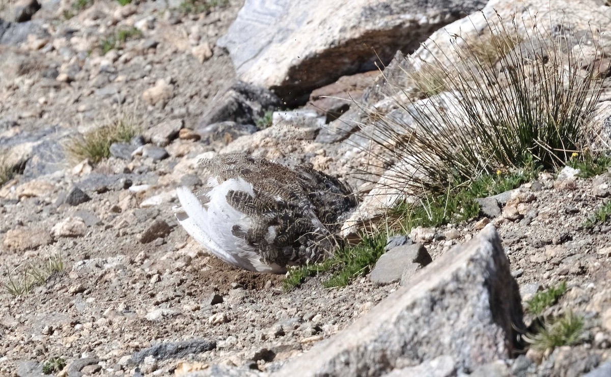 White-tailed Ptarmigan - ML621633822