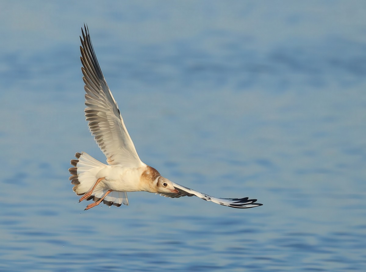 Black-headed Gull - Albert Noorlander