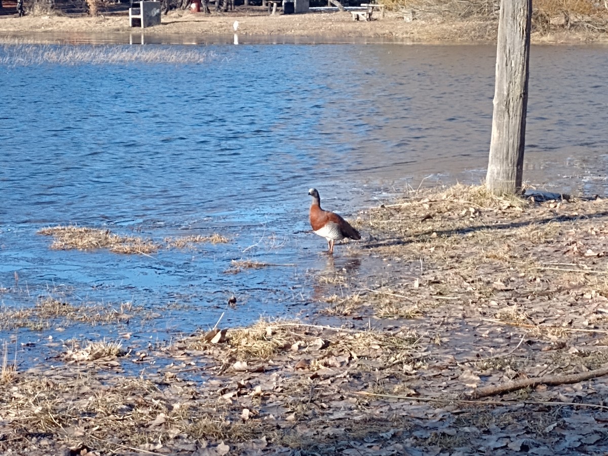 Ashy-headed Goose - ML621633833