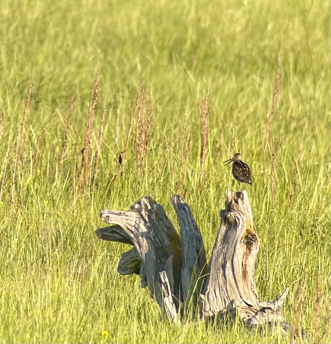 Wilson's Snipe - ML621633851