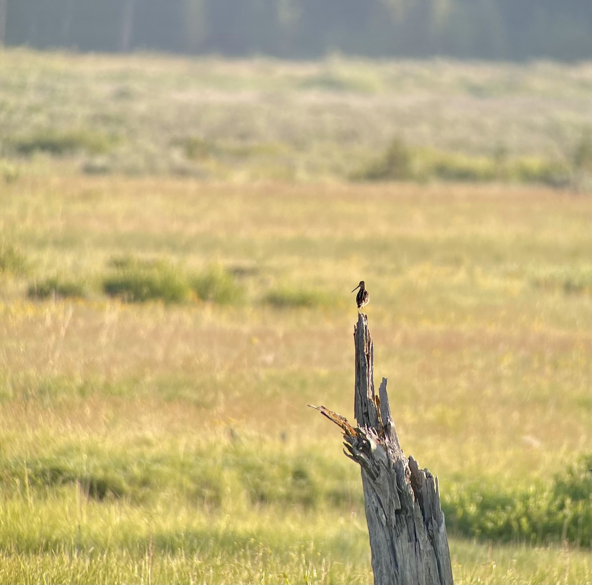 Wilson's Snipe - ML621633852