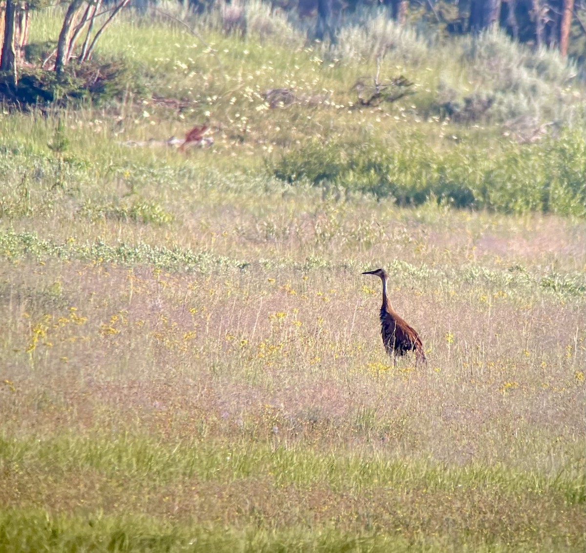 Sandhill Crane - ML621633855