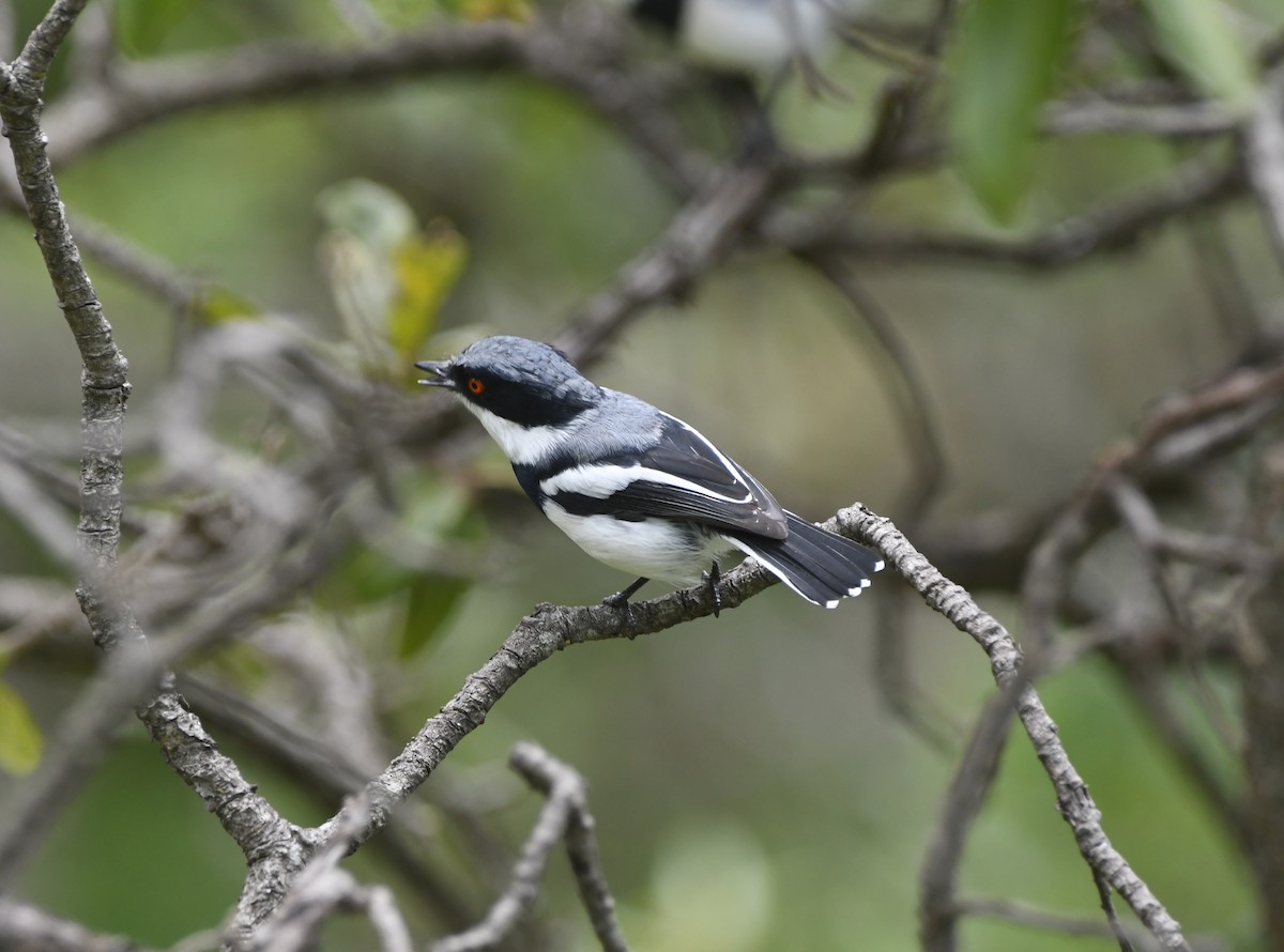 Boulton's Batis (Angola) - ML621633861