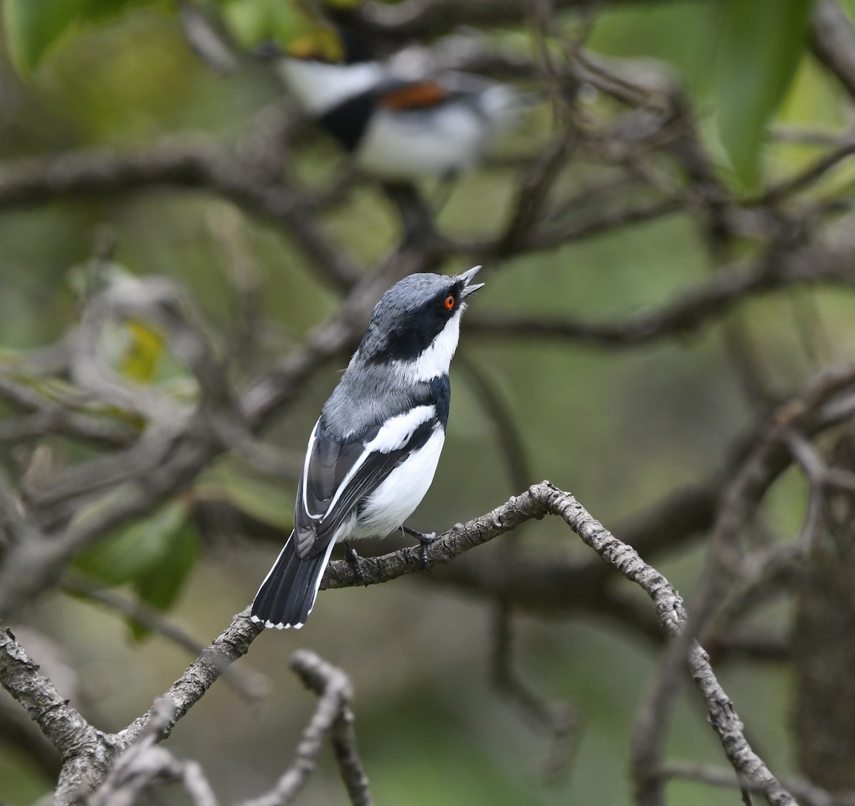 Boulton's Batis (Angola) - ML621633870