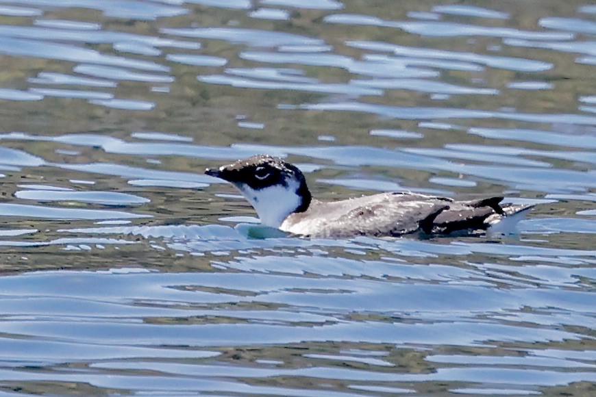Ancient Murrelet - ML621633894