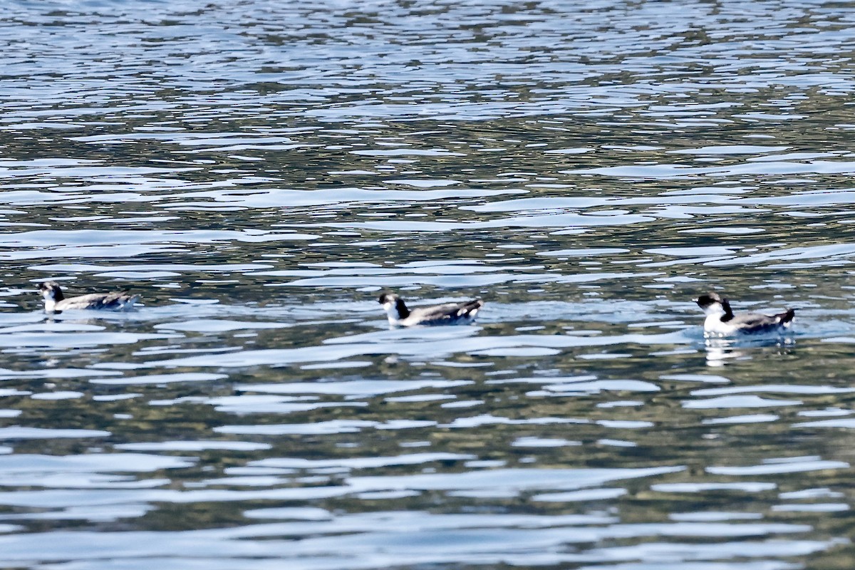 Ancient Murrelet - ML621633895