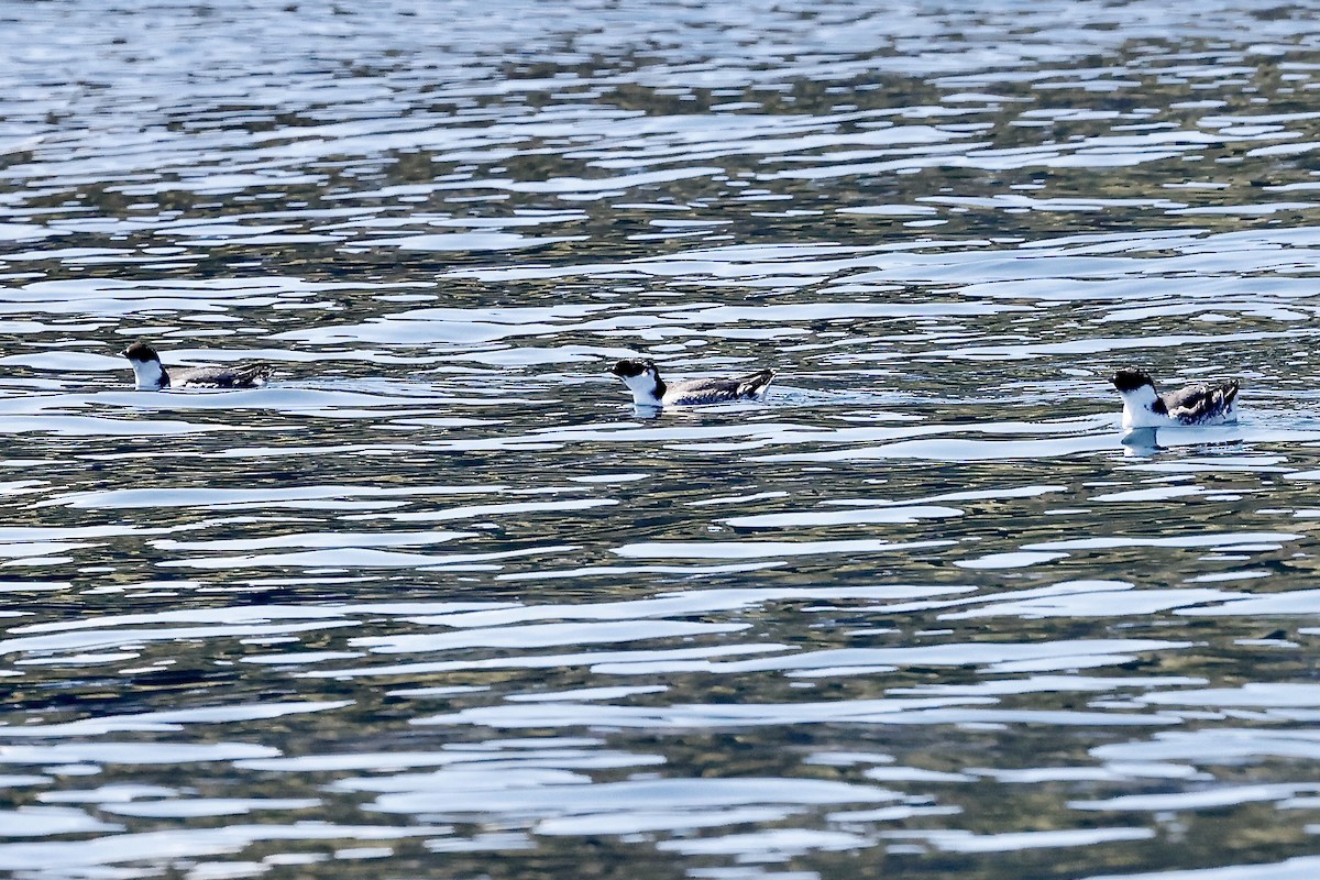Ancient Murrelet - ML621633896