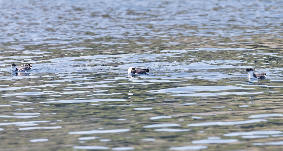 Ancient Murrelet - ML621633898