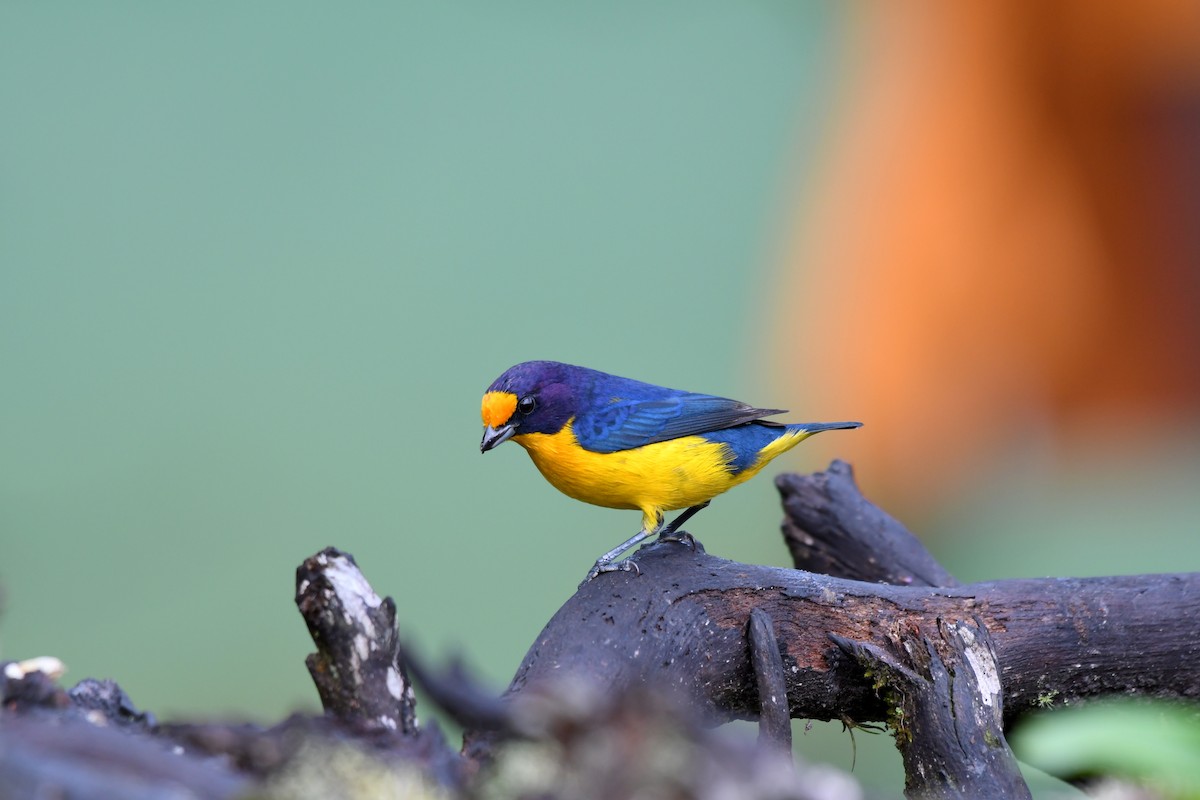 Violaceous Euphonia - ML621633907