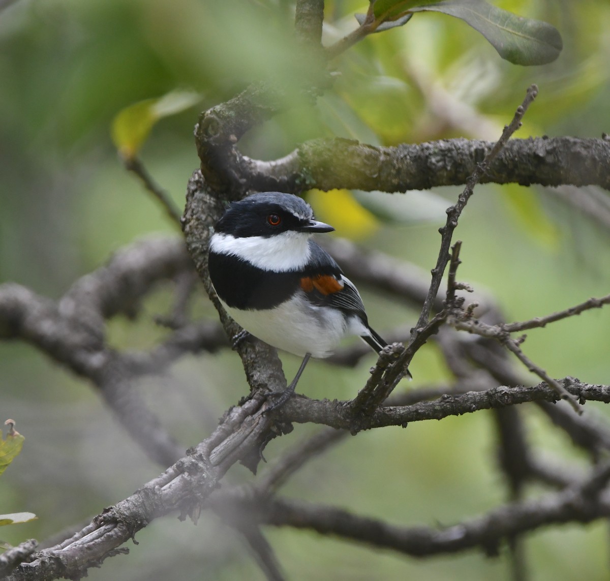 Boulton's Batis (Angola) - ML621633915