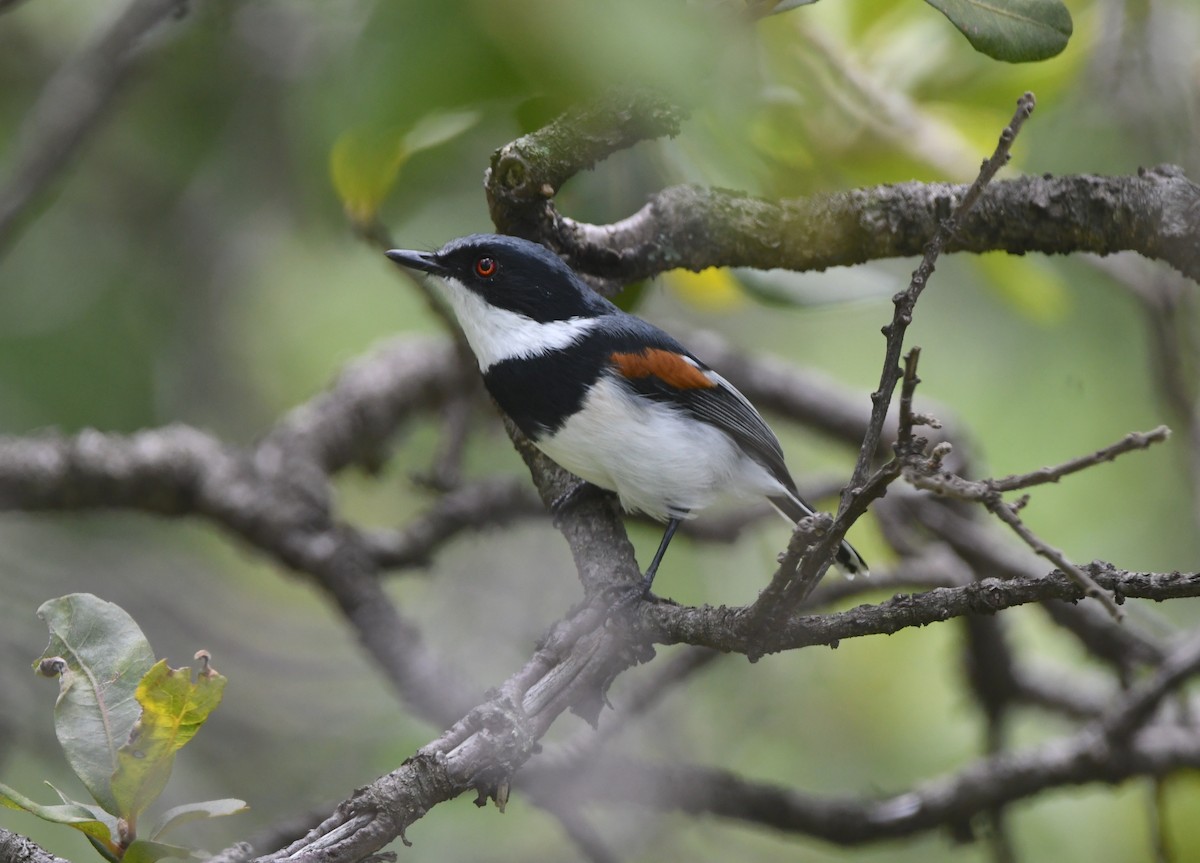 Boulton's Batis (Angola) - ML621634026